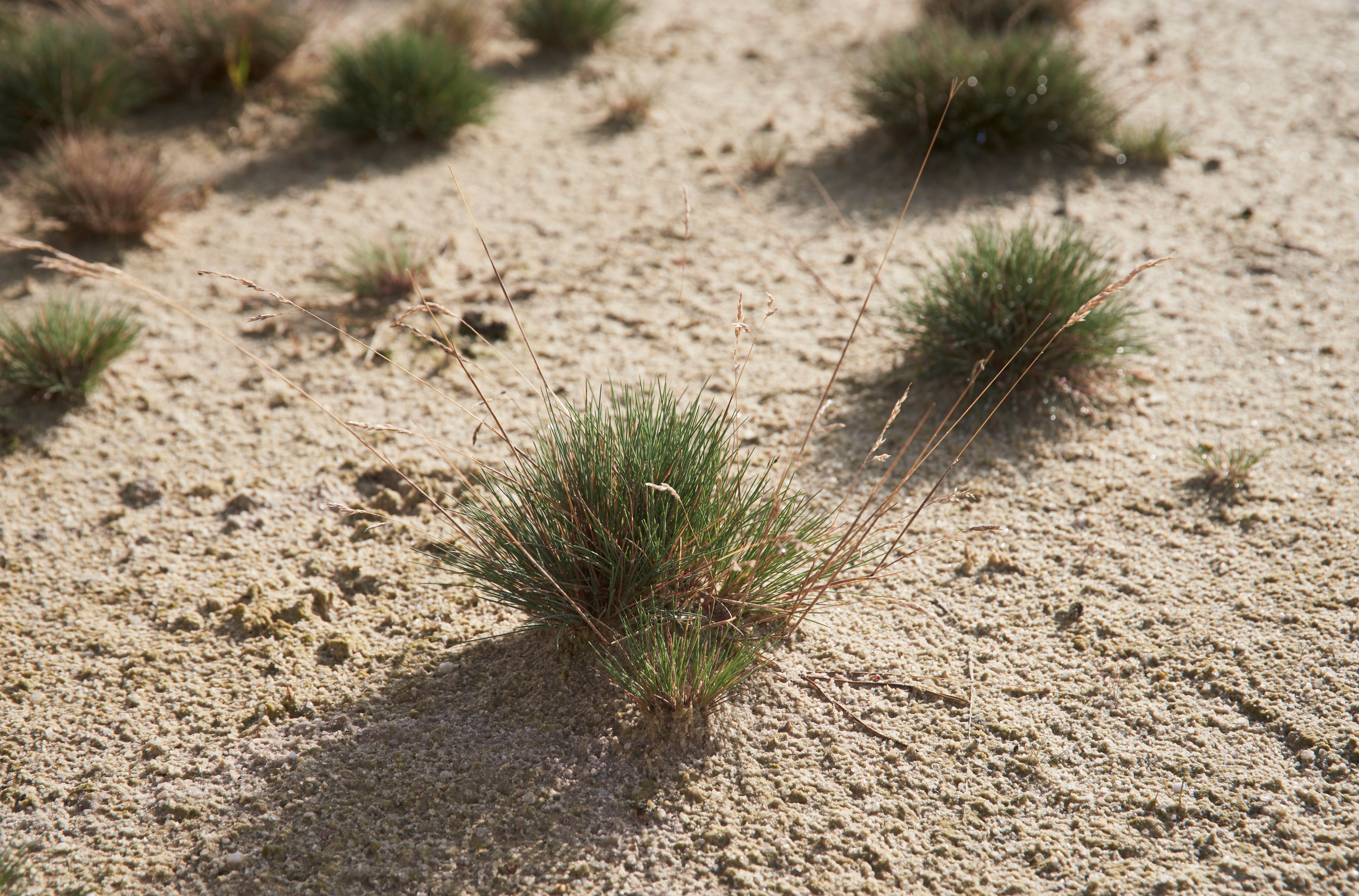 Renaturierung nach Rohstoffgewinnung, Pflanze wächst auf Sandboden