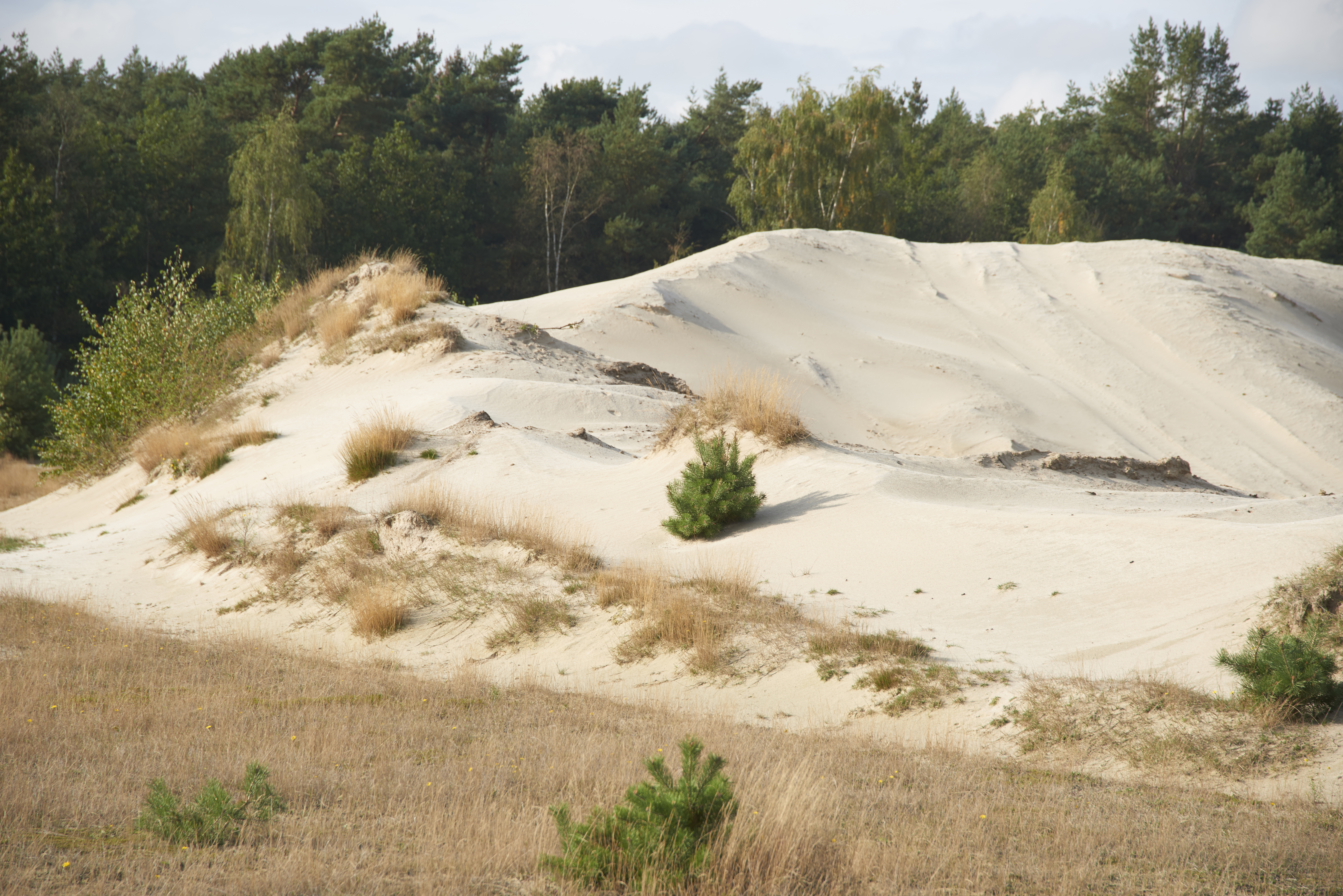 renaturiertes Sandabbaugebiet