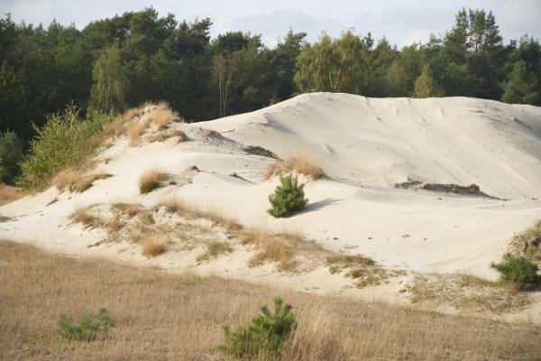 renaturiertes Sandabbaugebiet
